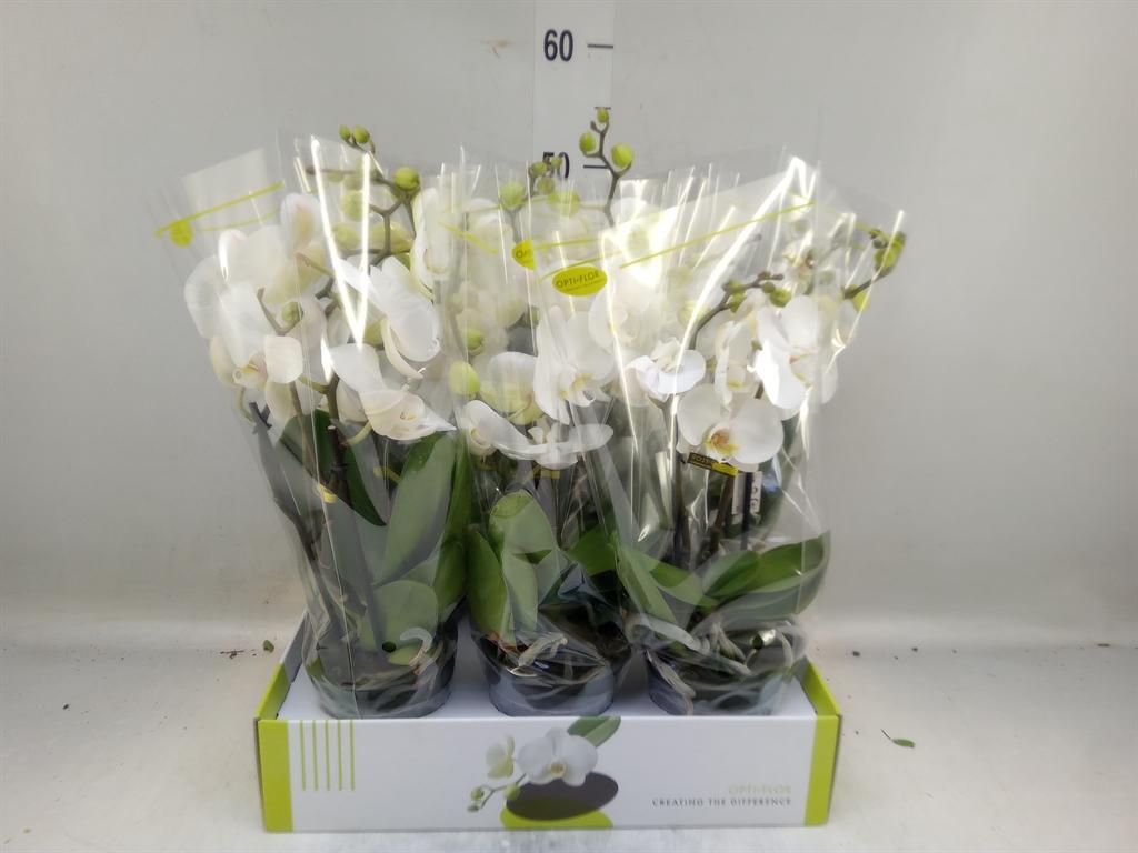 Горшечные цветы и растения оптом Phalaenopsis   ...white от 6шт из Голландии с доставкой по России