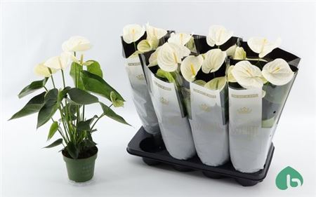 Горшечные цветы и растения оптом Anthu An Alpine 5+ от 8шт из Голландии с доставкой по России