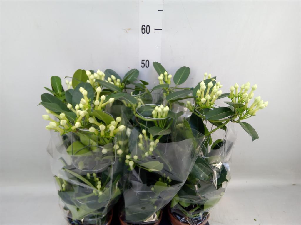 Горшечные цветы и растения оптом Stephanotis Floribunda   ... от 6шт из Голландии с доставкой по России
