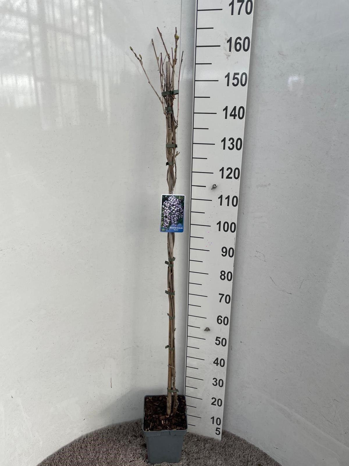 Горшечные цветы и растения оптом Wist Fl Domino от 1шт из Голландии с доставкой по России