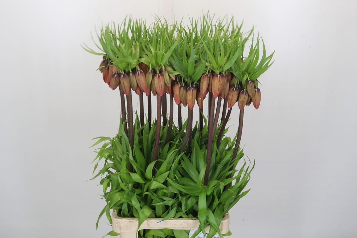 Срезанные цветы оптом Fritillaria imperialis от 20шт из Голландии с доставкой по России