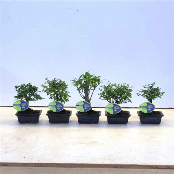 Горшечные цветы и растения оптом Bonsai Mix, Indoor, 12 Cm., Broom, Without Drip Tr от 12шт из Голландии с доставкой по России