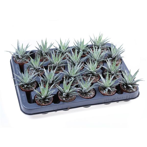 Горшечные цветы и растения оптом Hawortia Big Band + Bioglitter от 20шт (для телеги) из Голландии с доставкой по России