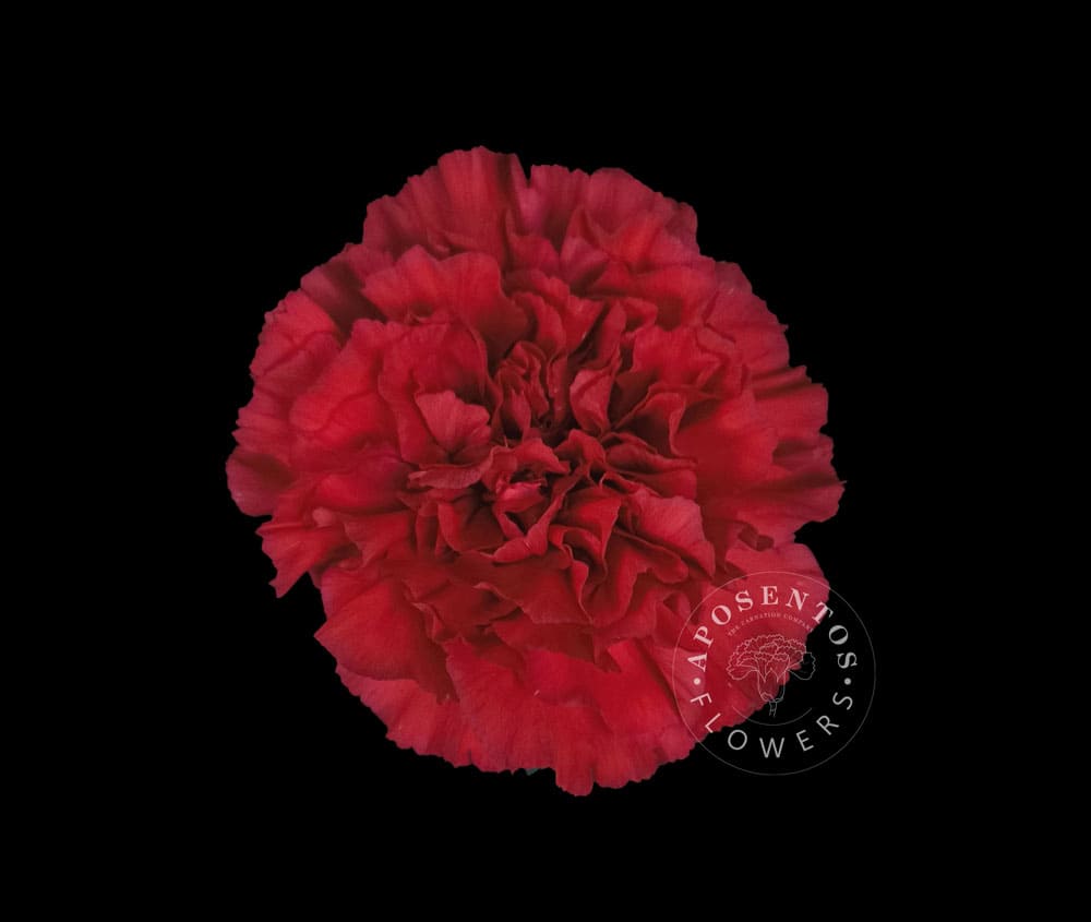 Срезанные цветы оптом Dianthus st red magic от 240шт из Голландии с доставкой по России