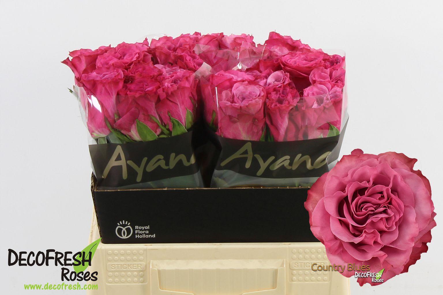 Срезанные цветы оптом Rosa large country spirit blues от 30шт из Голландии с доставкой по России