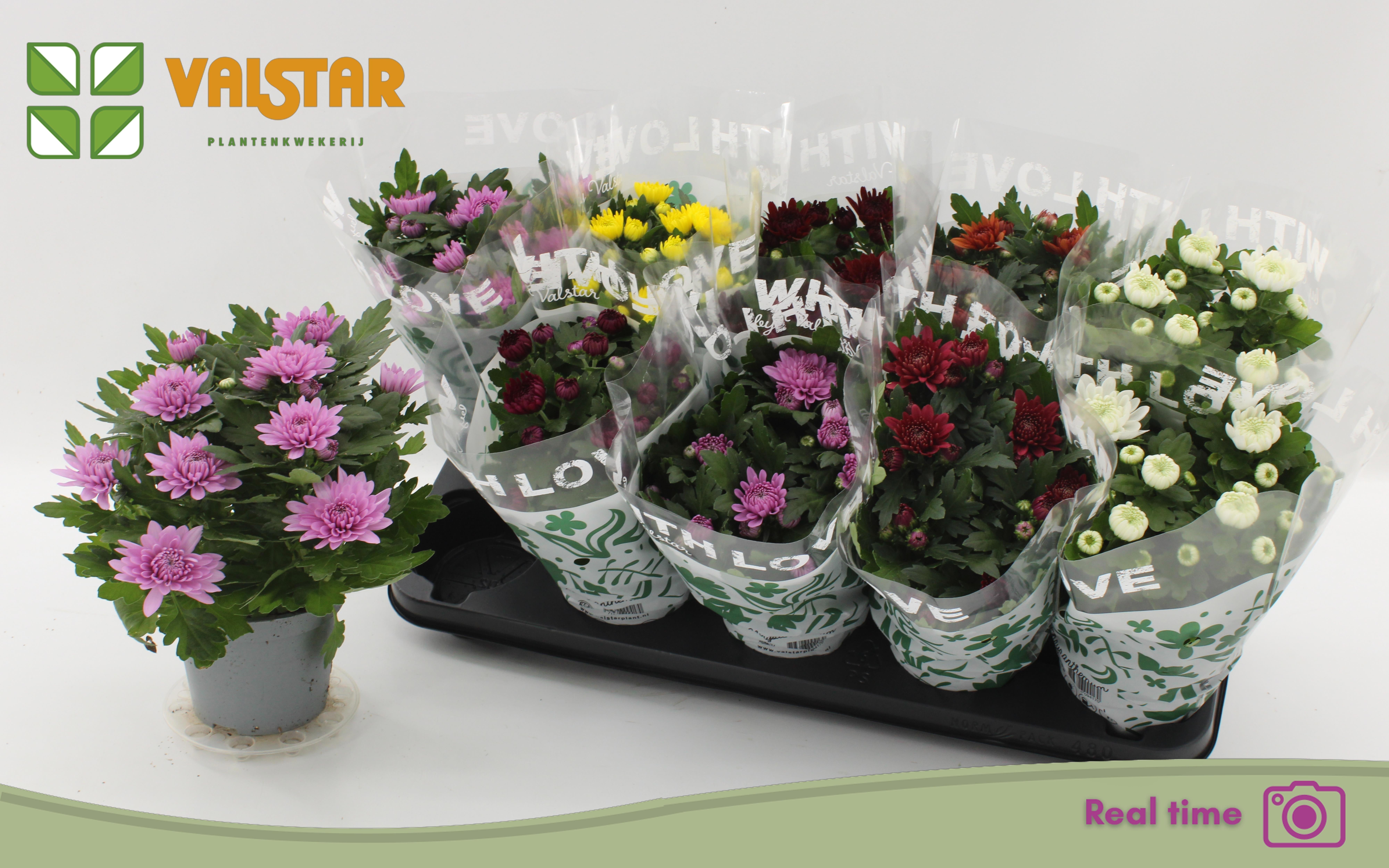 Горшечные цветы и растения оптом Chrys Gem 7 Kl от 10шт из Голландии с доставкой по России