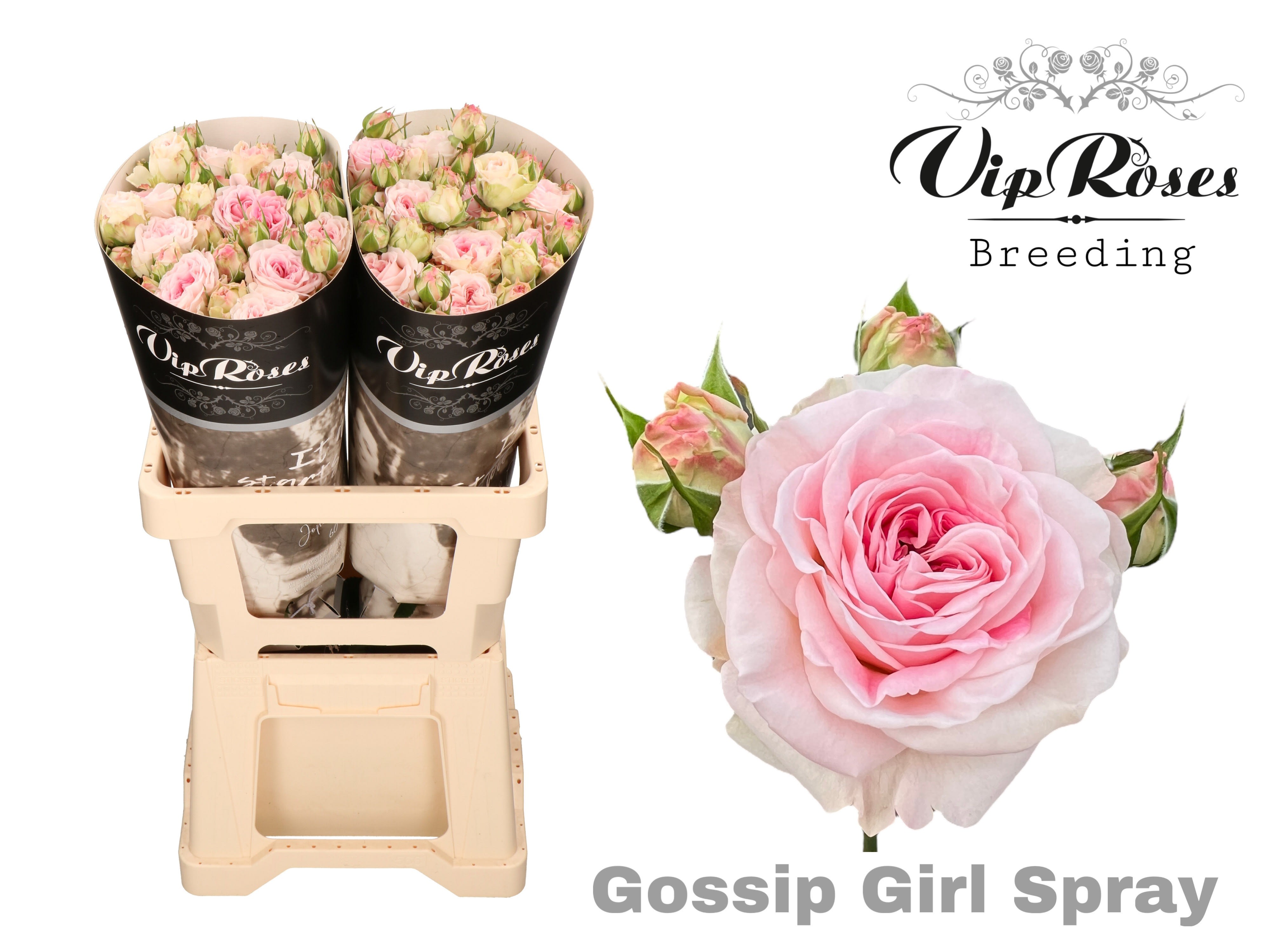 Срезанные цветы оптом Rosa spray gossip girl от 20шт из Голландии с доставкой по России