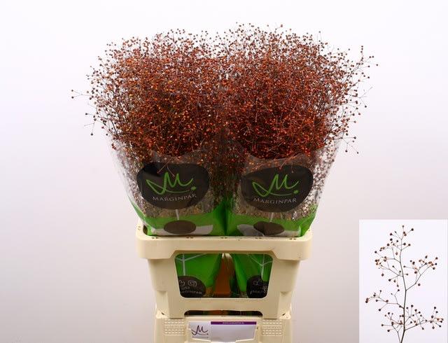 Срезанные цветы оптом Talinum paniculatum long john от 100шт из Голландии с доставкой по России