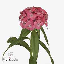 Срезанные цветы оптом Dianthus br sweet will coral от 50шт из Голландии с доставкой по России