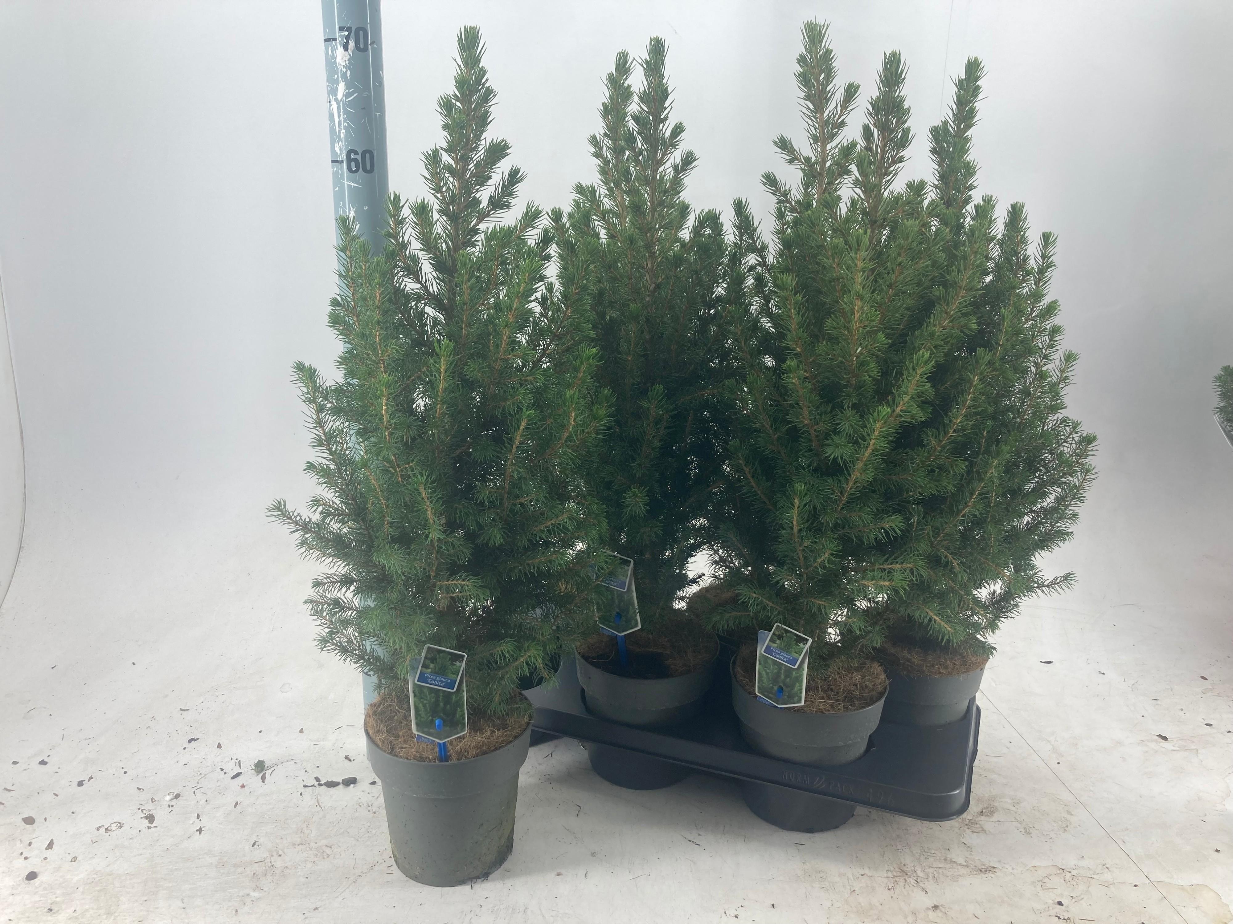 Горшечные цветы и растения оптом Picea Gl December от 6шт из Голландии с доставкой по России