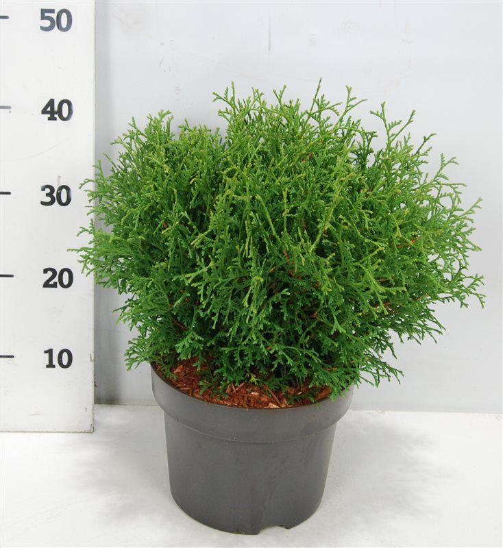 Горшечные цветы и растения оптом Thuja Occ Tiny Tim от 1шт из Голландии с доставкой по России