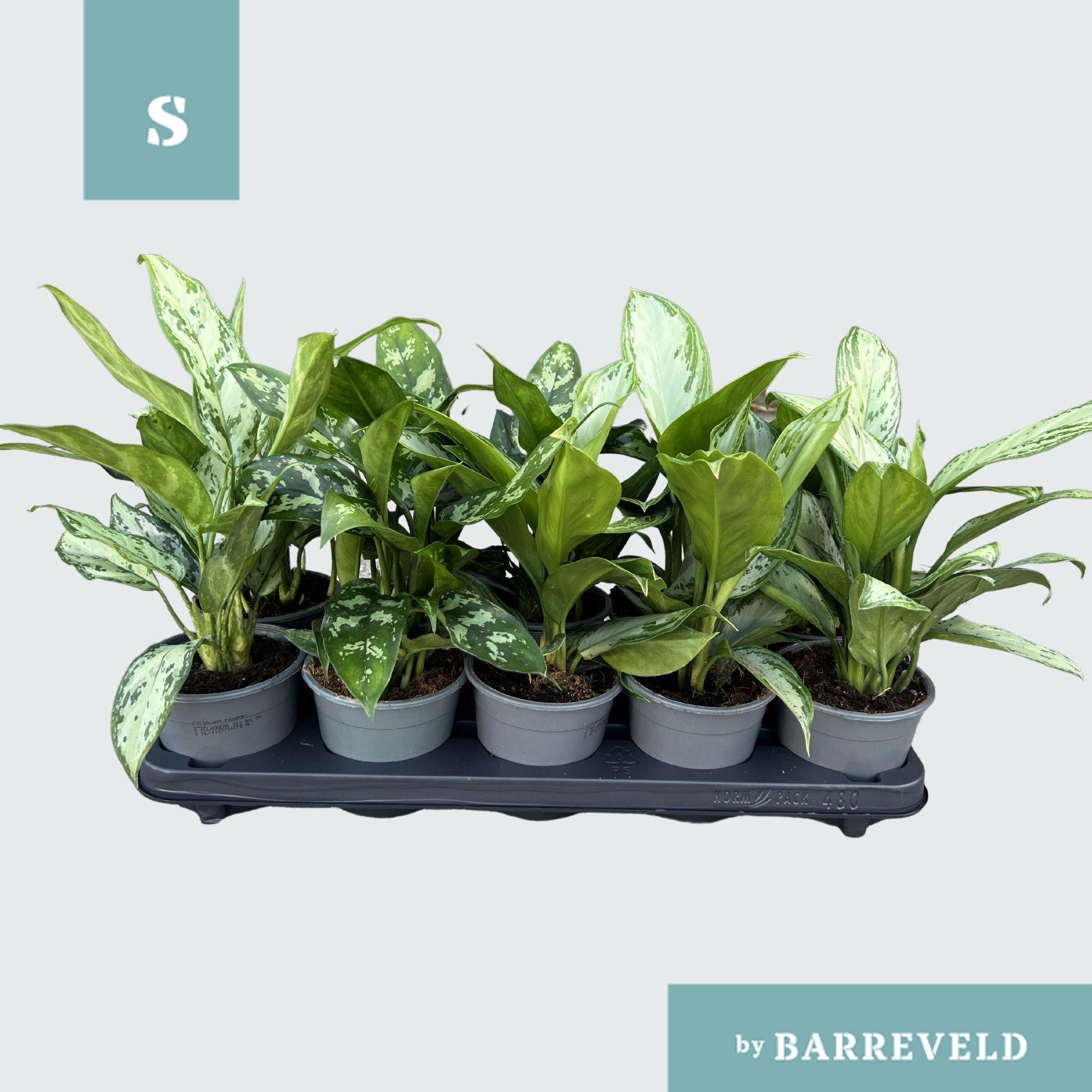 Горшечные цветы и растения оптом Aglaonema Mix от 10шт из Голландии с доставкой по России