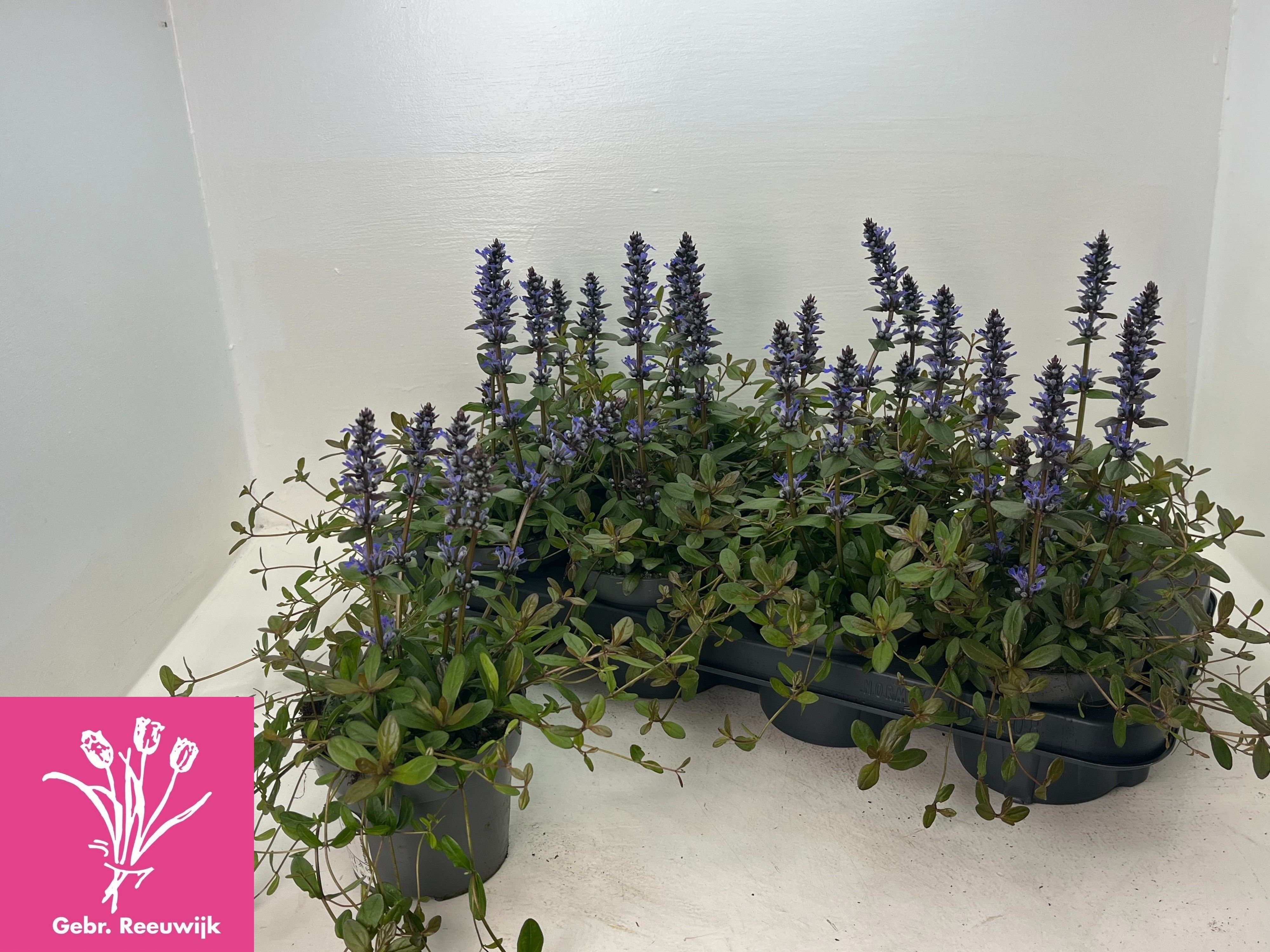 Горшечные цветы и растения оптом Ajuga Ov от 8шт из Голландии с доставкой по России