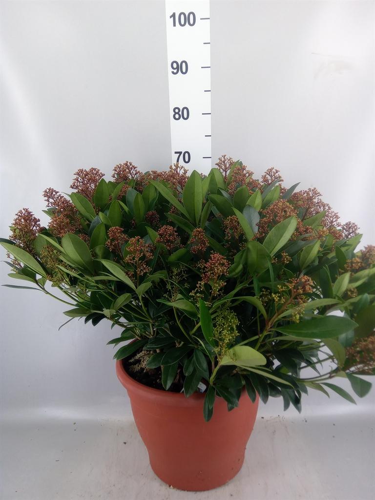 Горшечные цветы и растения оптом Skimmia Jap. rubella от 1шт из Голландии с доставкой по России