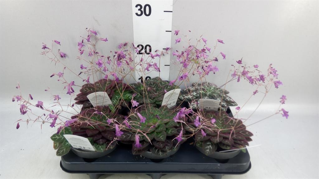 Горшечные цветы и растения оптом Primulina Dryas purpelina от 6шт из Голландии с доставкой по России