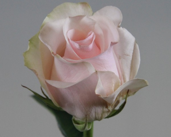 Срезанные цветы оптом Rosa ec titanic от 40шт из Голландии с доставкой по России