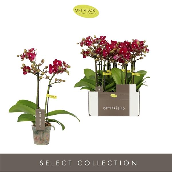 Горшечные цветы и растения оптом Phal 2st Lola 10+ (opti) от 8шт (для телеги) из Голландии с доставкой по России