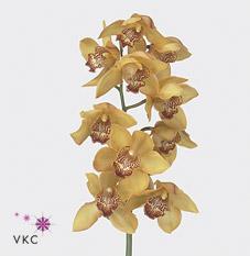 Срезанные цветы оптом Cymbidium yellow river esther от 12шт из Голландии с доставкой по России
