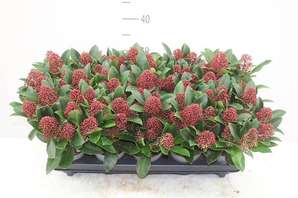 Горшечные цветы и растения оптом Skimmia Jap Rubella 7+ от 10шт из Голландии с доставкой по России