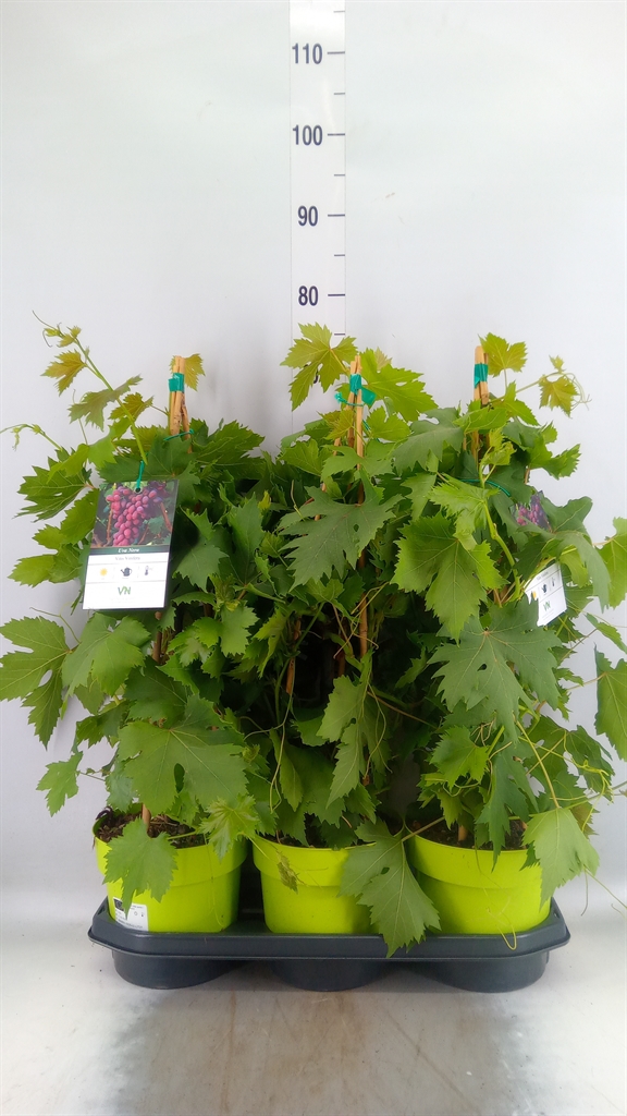 Горшечные цветы и растения оптом Vitis Vinifera от 3шт из Голландии с доставкой по России