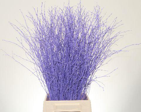 Срезанные цветы оптом Betula paint milka light от 10шт из Голландии с доставкой по России