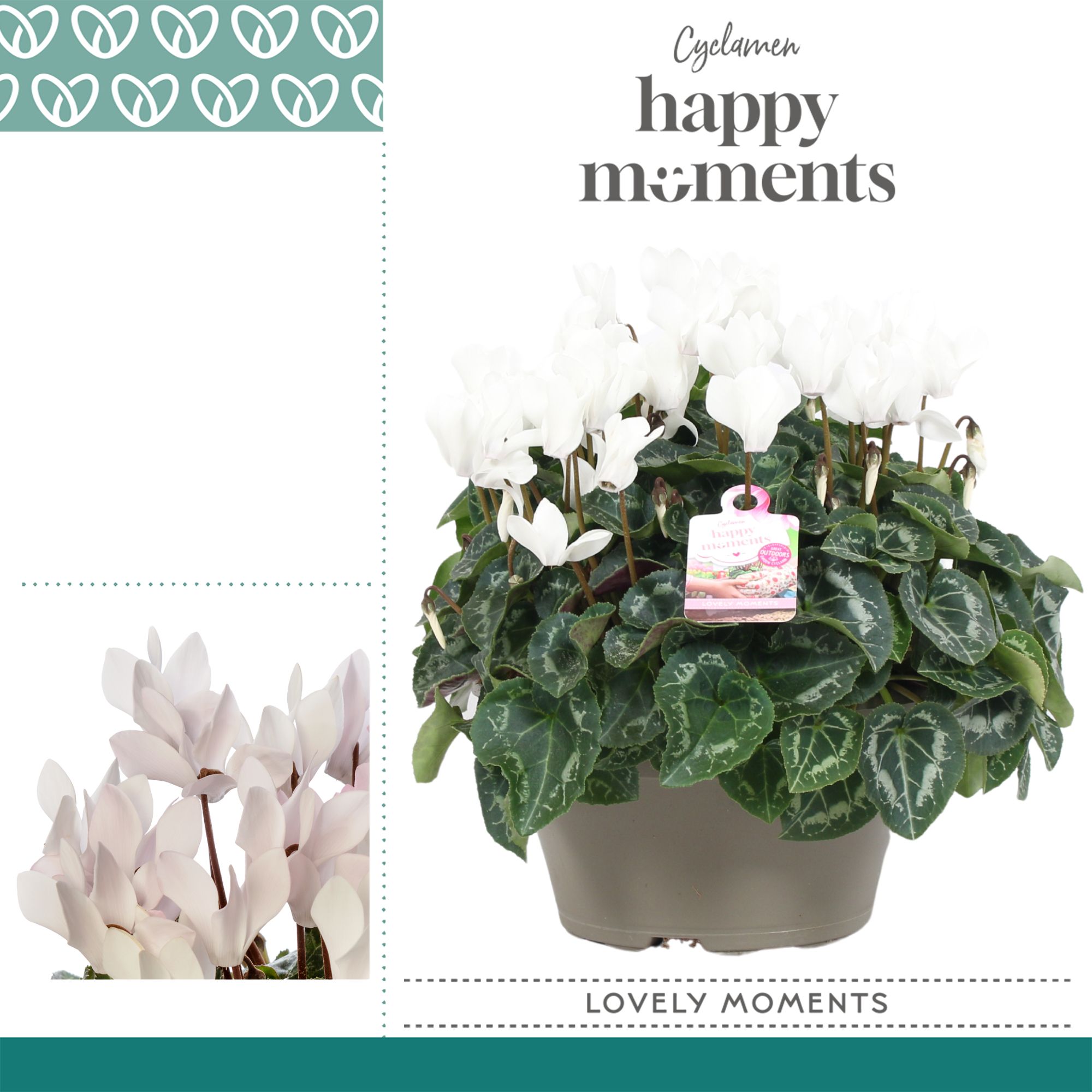 Горшечные цветы и растения оптом Cyclamen Garden White Bowl Ariel от 1шт (для телеги) из Голландии с доставкой по России