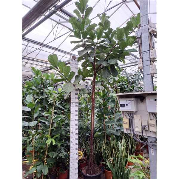 Горшечные цветы и растения оптом Ficus Lyrata Multistam On Stem от 1шт из Голландии с доставкой по России