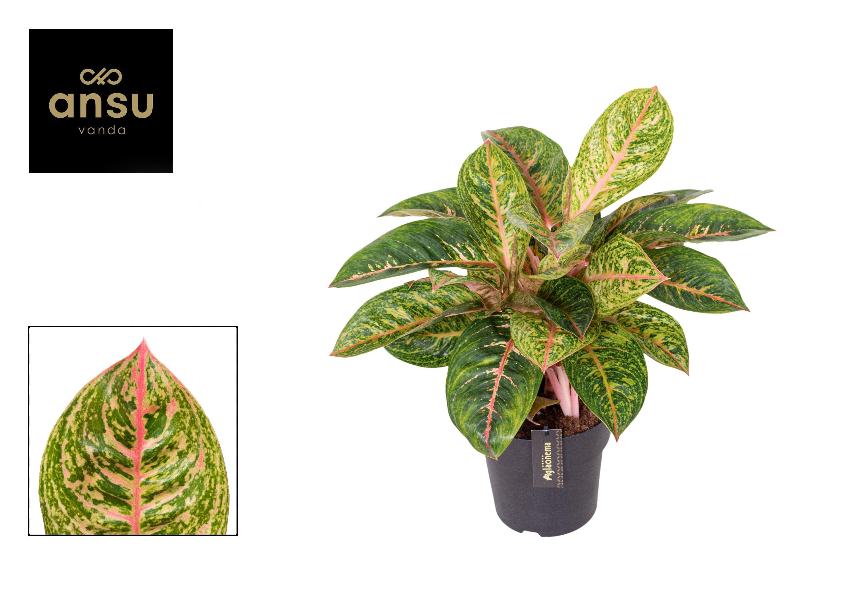 Горшечные цветы и растения оптом Aglaonema Red Reflections от 3шт из Голландии с доставкой по России