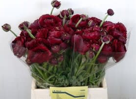 Срезанные цветы оптом Ranunculus aazur bordeaux от 50шт из Голландии с доставкой по России