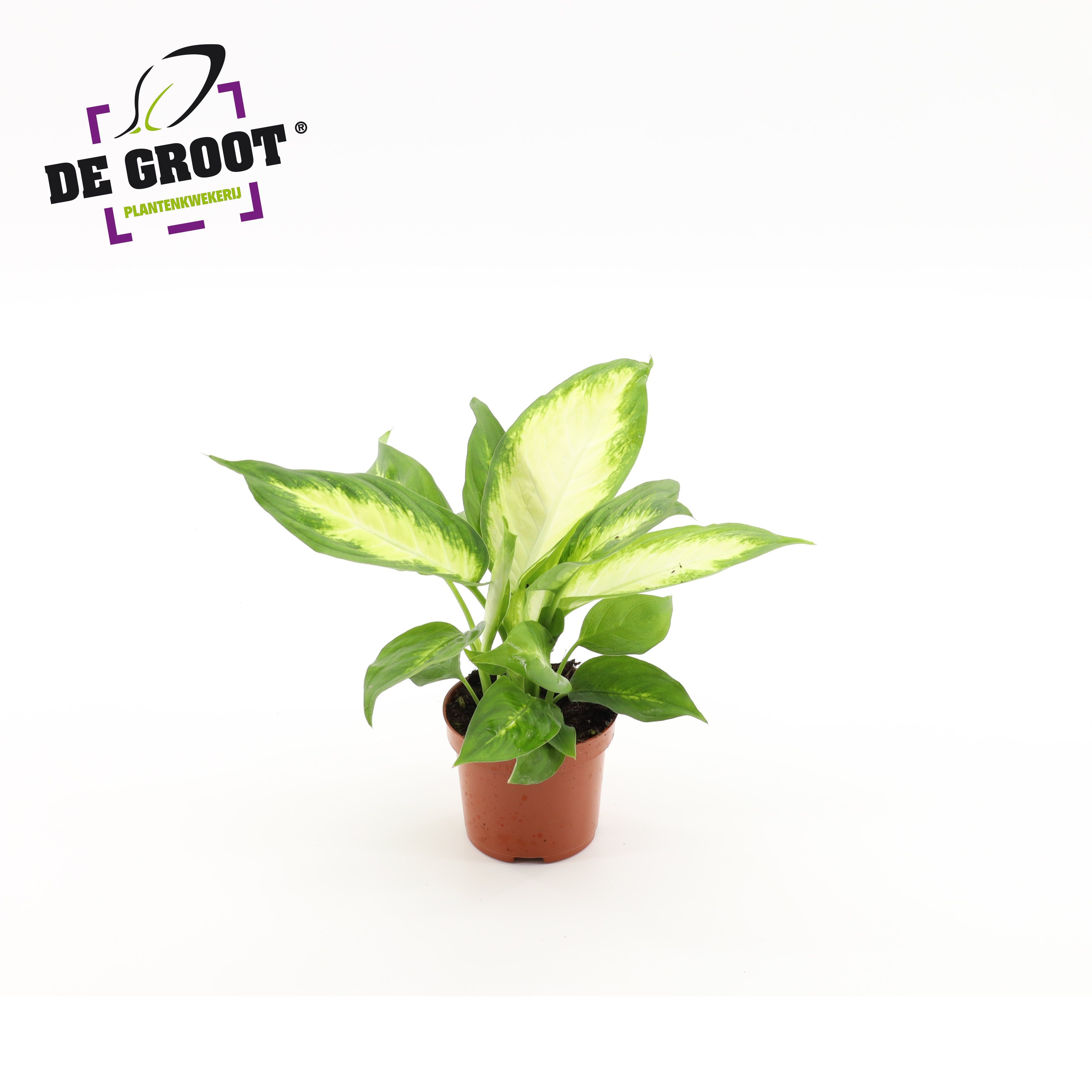 Горшечные цветы и растения оптом Dieffenbachia Camilla от 18шт (для телеги) из Голландии с доставкой по России