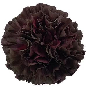 Срезанные цветы оптом Dianthus st extasis copper от 80шт из Голландии с доставкой по России