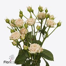 Срезанные цветы оптом Rosa spray tanja от 30шт из Голландии с доставкой по России