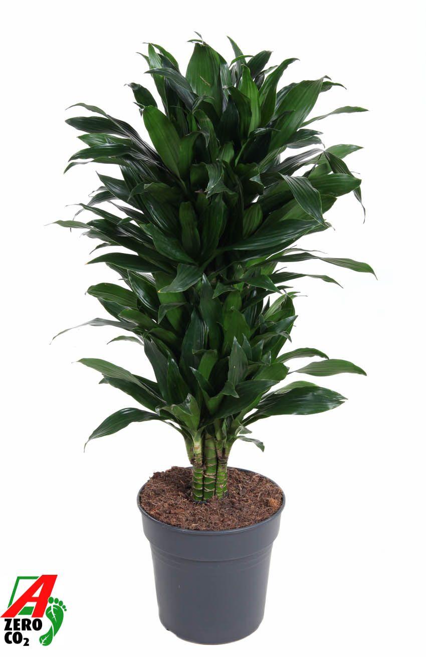 Горшечные цветы и растения оптом Drac Green Jewel Branched от 1шт из Голландии с доставкой по России