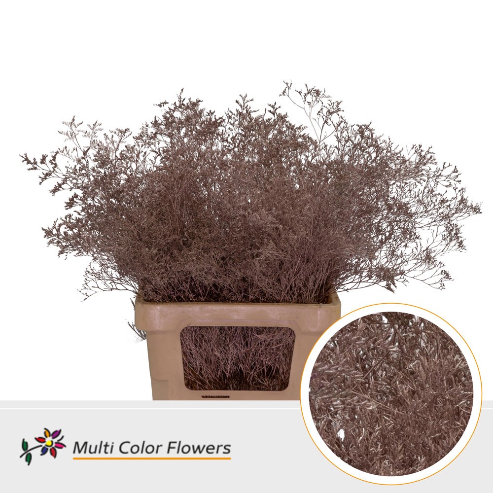 Срезанные цветы оптом Limonium beltlaard paint pink gold от 25шт из Голландии с доставкой по России