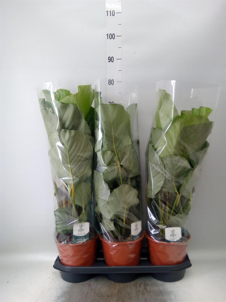 Горшечные цветы и растения оптом Calathea Orbifolia от 3шт из Голландии с доставкой по России