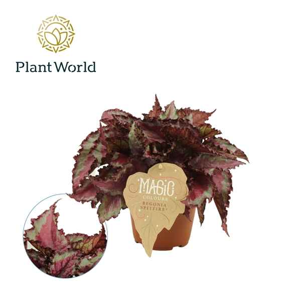 Горшечные цветы и растения оптом Begonia Rex Spitfire от 6шт из Голландии с доставкой по России
