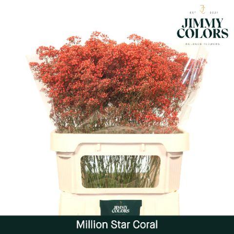 Срезанные цветы оптом Gyps fine paint coral от 50шт из Голландии с доставкой по России