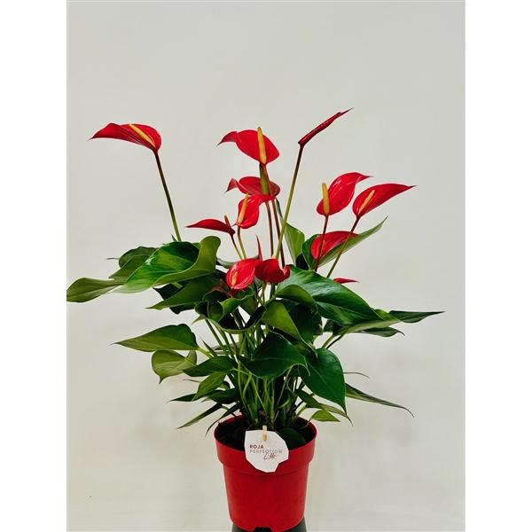 Горшечные цветы и растения оптом Anth An Banderola Roja 8+ от 7шт из Голландии с доставкой по России
