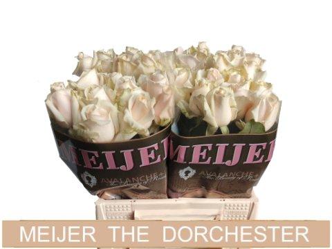 Срезанные цветы оптом Rosa large dorchester+ от 40шт из Голландии с доставкой по России