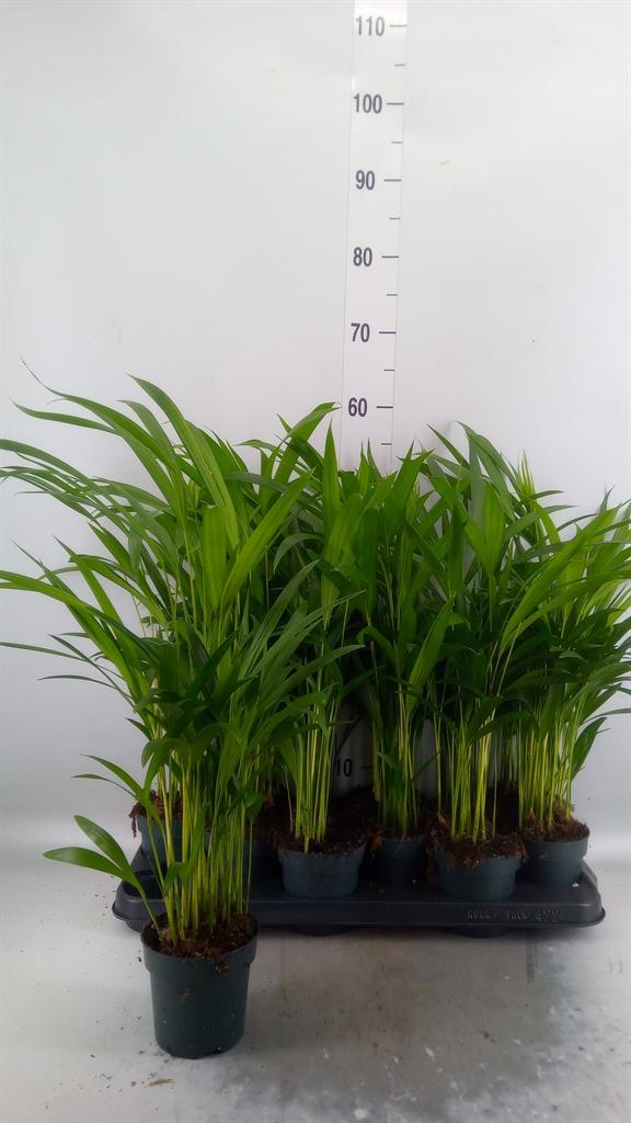 Горшечные цветы и растения оптом Dypsis Lutescens   ...chrysalidoca от 12шт из Голландии с доставкой по России