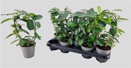 Горшечные цветы и растения оптом Stephanotis Fl Evergreen от 9шт из Голландии с доставкой по России