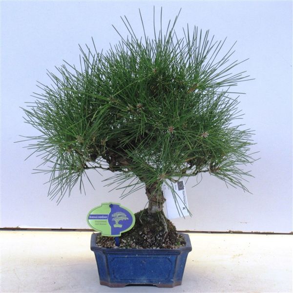 Горшечные цветы и растения оптом Bonsai Pinus Thunbergii от 6шт из Голландии с доставкой по России