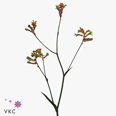 Срезанные цветы оптом Anigozanthos rampaging roy slaven от 40шт из Голландии с доставкой по России Срезанные цветы оптом Anigozanthos rampaging roy slaven от 40шт из Голландии с доставкой по России