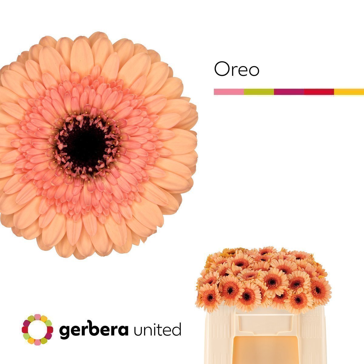 Срезанные цветы оптом Germini oreo от 80шт. из Голландии с доставкой по России