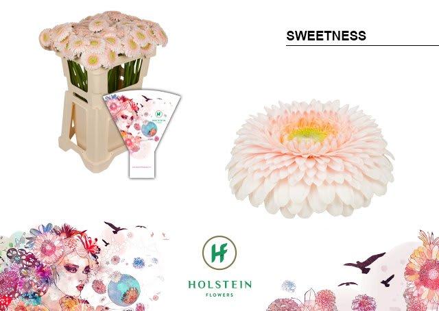 Срезанные цветы оптом Germini gerponi sweetness от 80шт из Голландии с доставкой по России