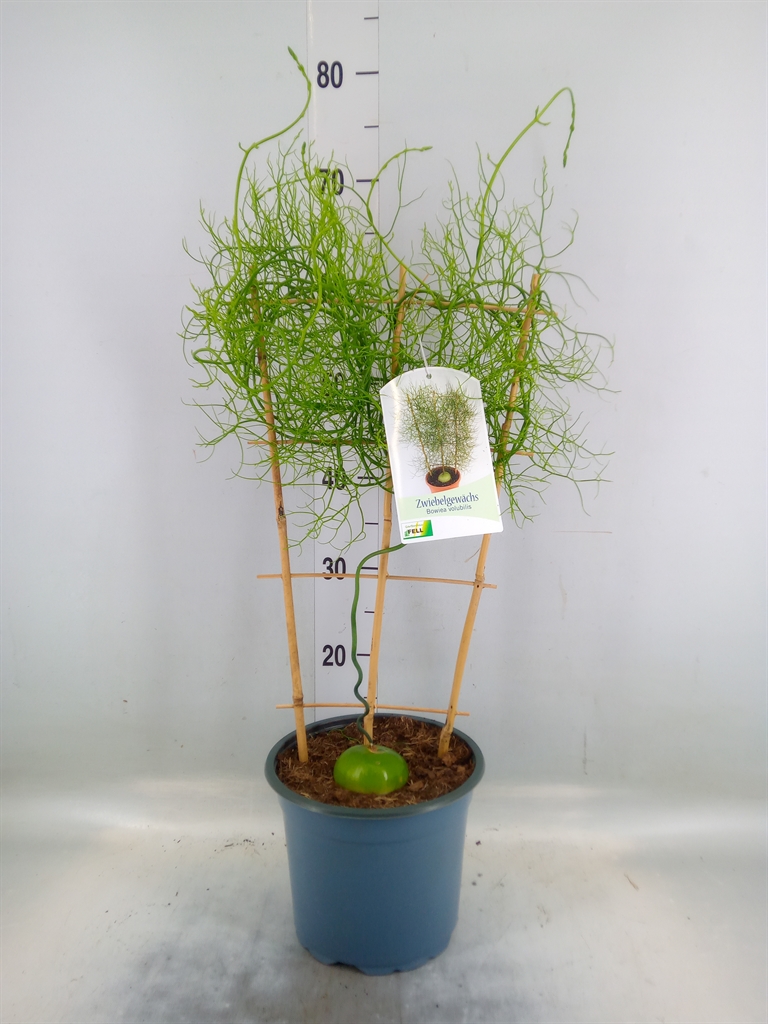 Горшечные цветы и растения оптом Planten   ...green L% от 1шт из Голландии с доставкой по России