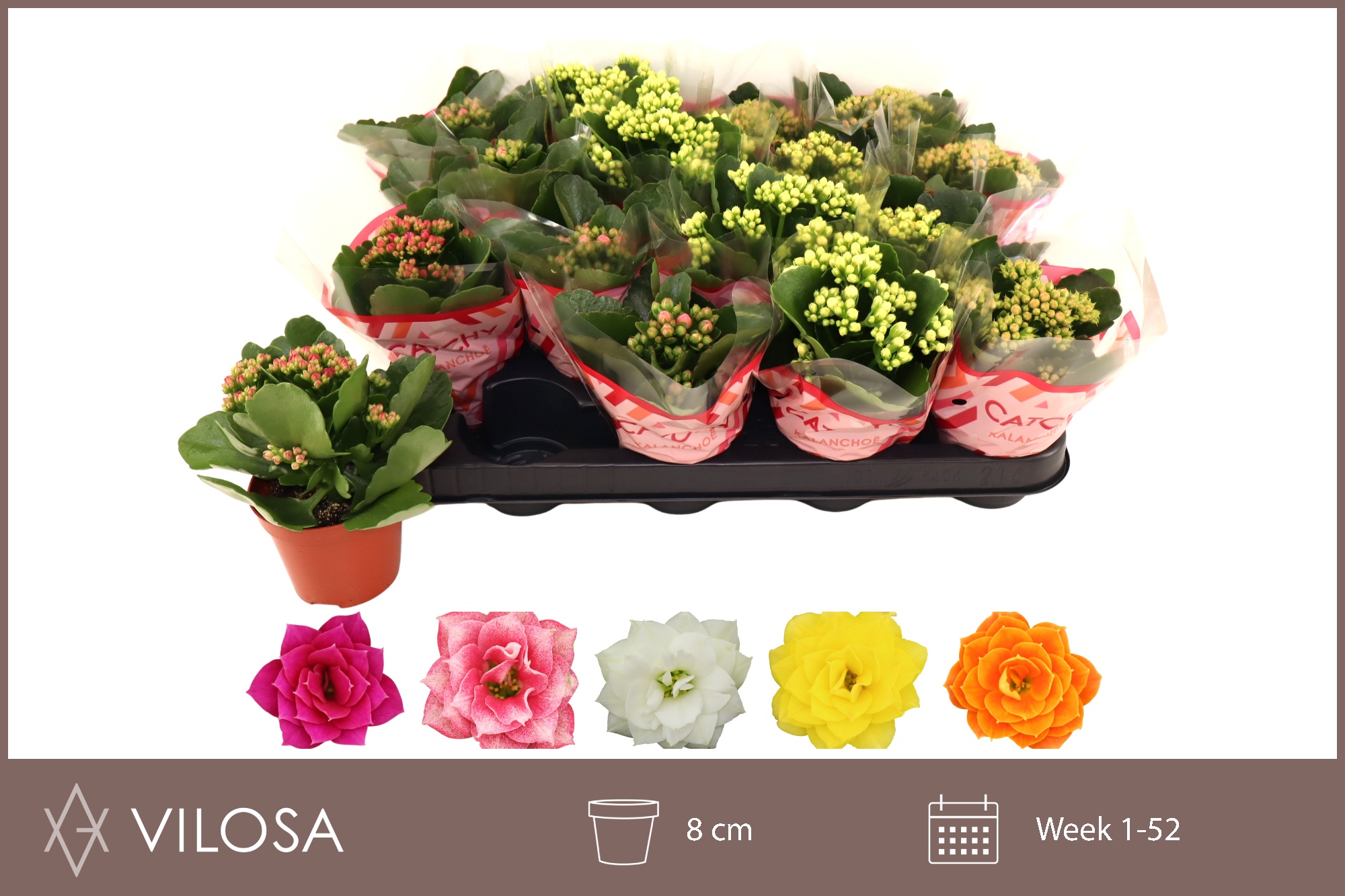 Горшечные цветы и растения оптом Kal Ge Gem 5 Kl от 16шт (для телеги) из Голландии с доставкой по России