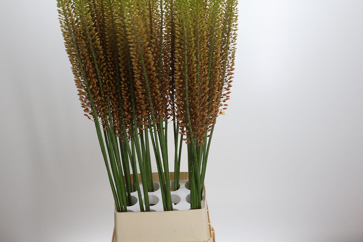 Срезанные цветы оптом Eremurus golden cleopatra от 50шт. из Голландии с доставкой по России