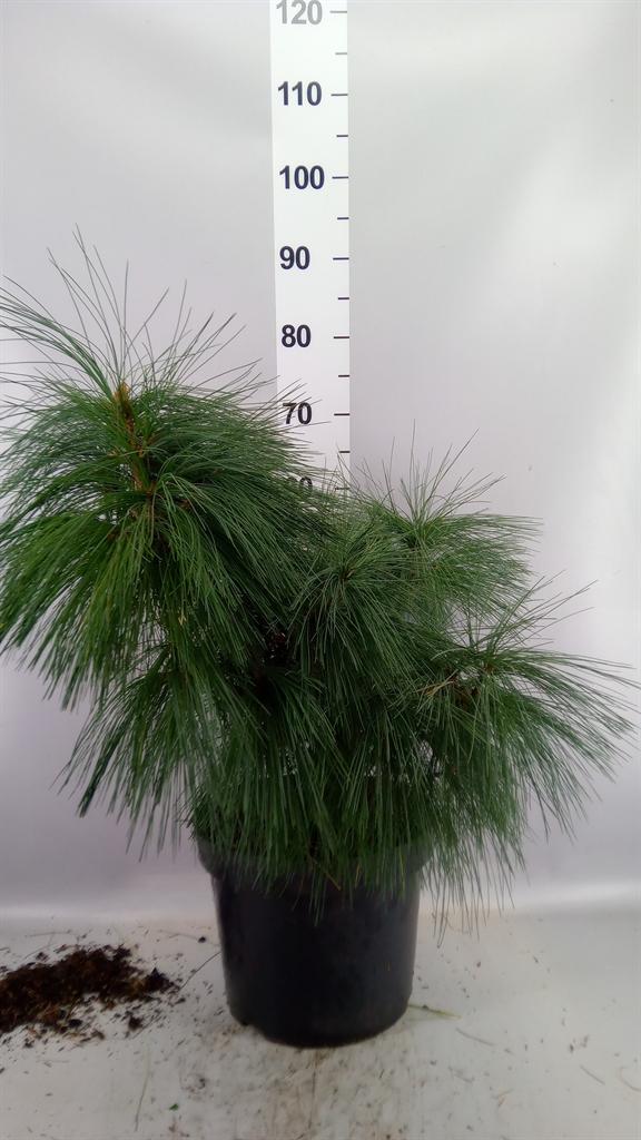 Горшечные цветы и растения оптом Pinus Schwerinii от 1шт из Голландии с доставкой по России