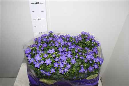 Горшечные цветы и растения оптом Camp Blue от 9шт из Голландии с доставкой по России